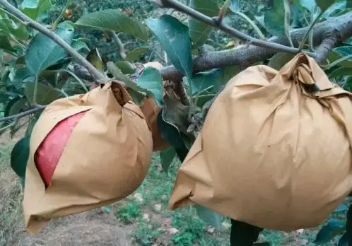 苹果种植技巧之苹果套膜袋和纸袋有什么区别?