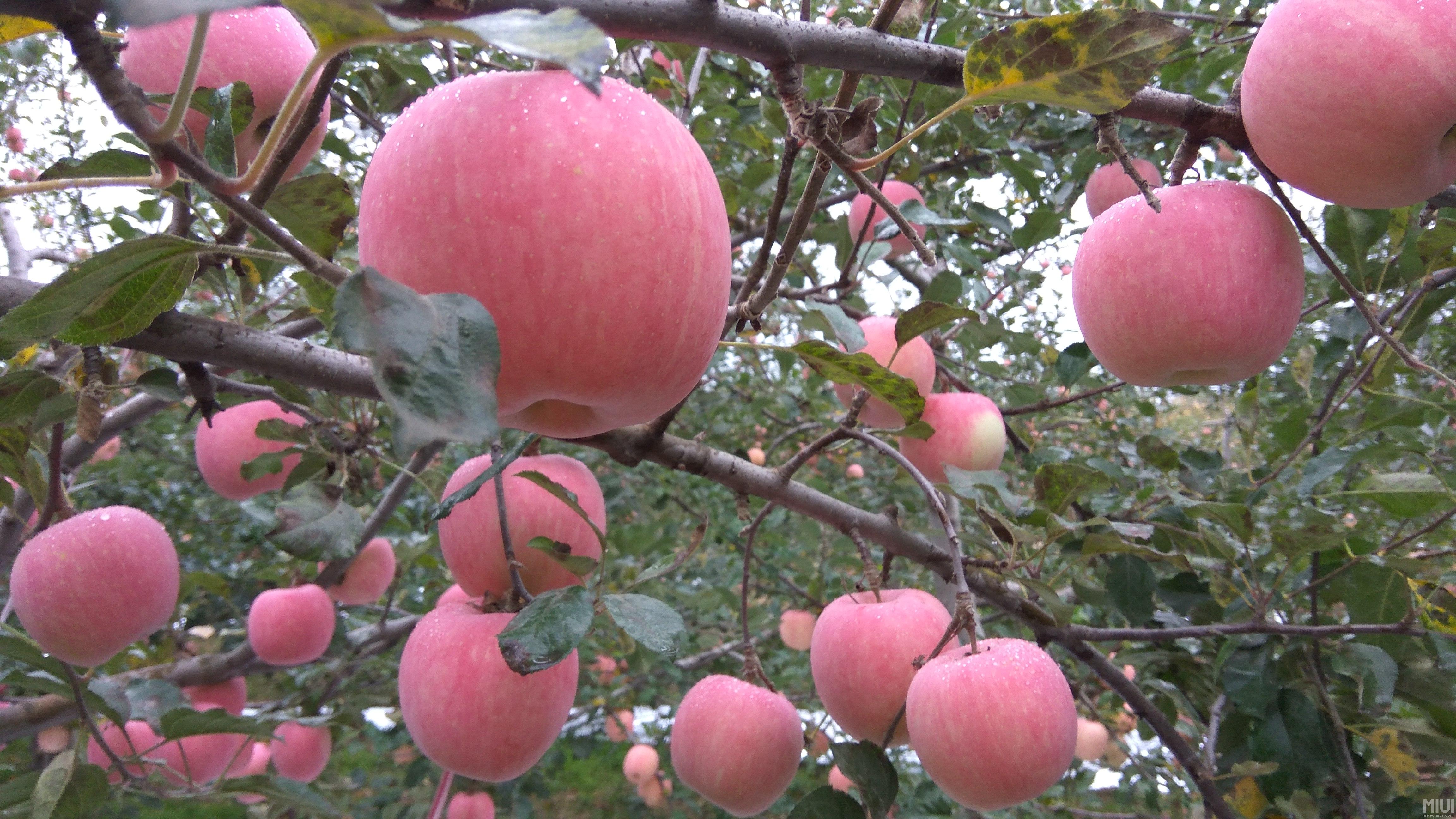 <strong>苹果种植技巧之苹果树龄多少年的最好？</strong>