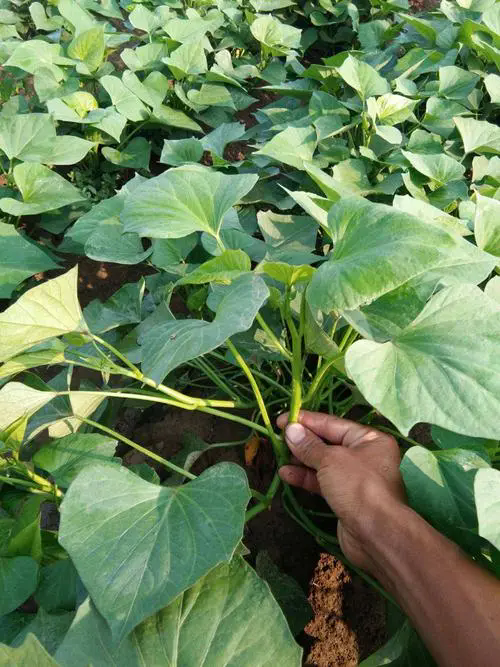 <strong>红薯种植技巧之红薯育苗多少天可以栽种？</strong>