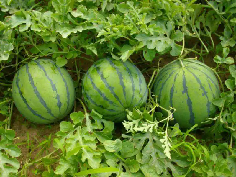 西瓜种植技巧之西瓜种植什么土壤最好?