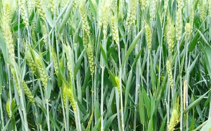 小麦种植技巧之春季小麦施肥什么时候最合适?