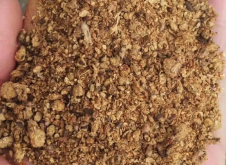 <strong>牛羊饲料可以加入棉籽粕吗？</strong>