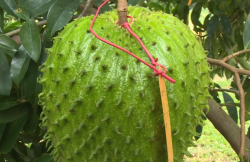 <strong>刺果番荔枝果实的营养价值？</strong>