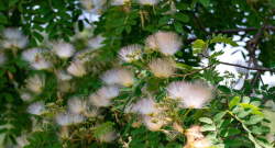 <strong>羽毛花是什么样的花卉？含有毒素吗？</strong>