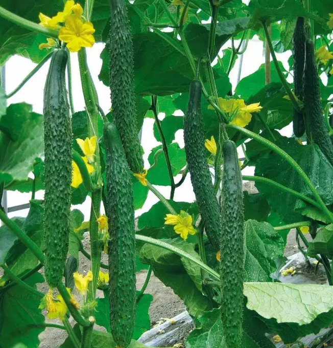 <strong>黄瓜种植技巧之黄瓜种植过程中控制好四要素</strong>