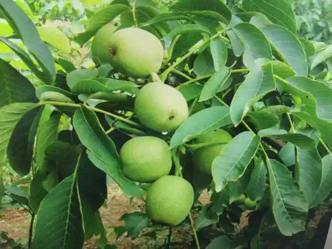 <strong>夏季来临-核桃树夏季土肥水管理技巧</strong>
