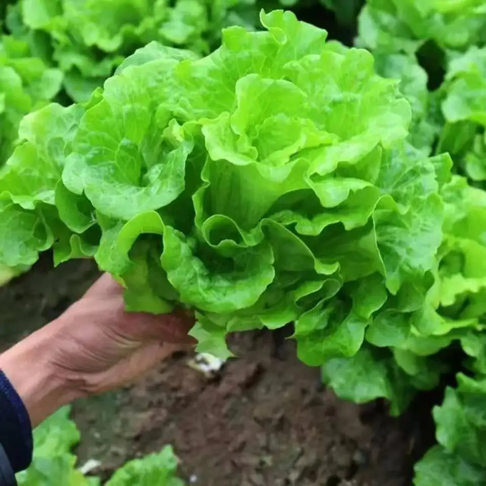 <b>生菜种植选择什么样的土壤最好？</b>