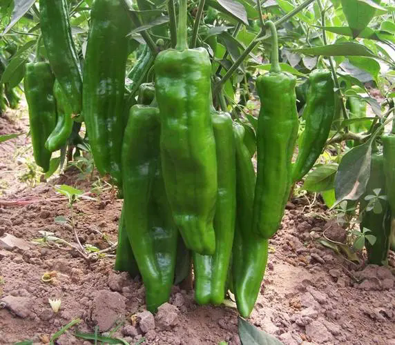 <strong>辣椒种植技巧之辣椒种植土壤选择</strong>