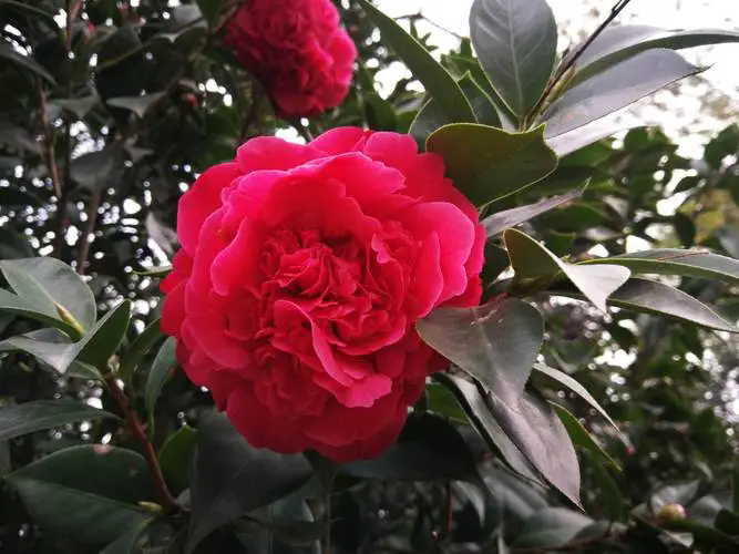 <b>茶花新手注意避免浇水错误使土壤发生板结。</b>
