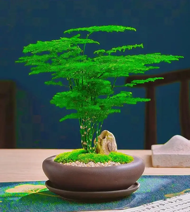 喜欢养文竹的朋友知道文竹的寓意是什么吗?