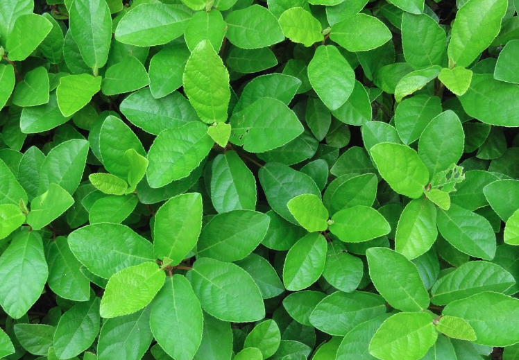 紫金牛的药用价值怎么样?