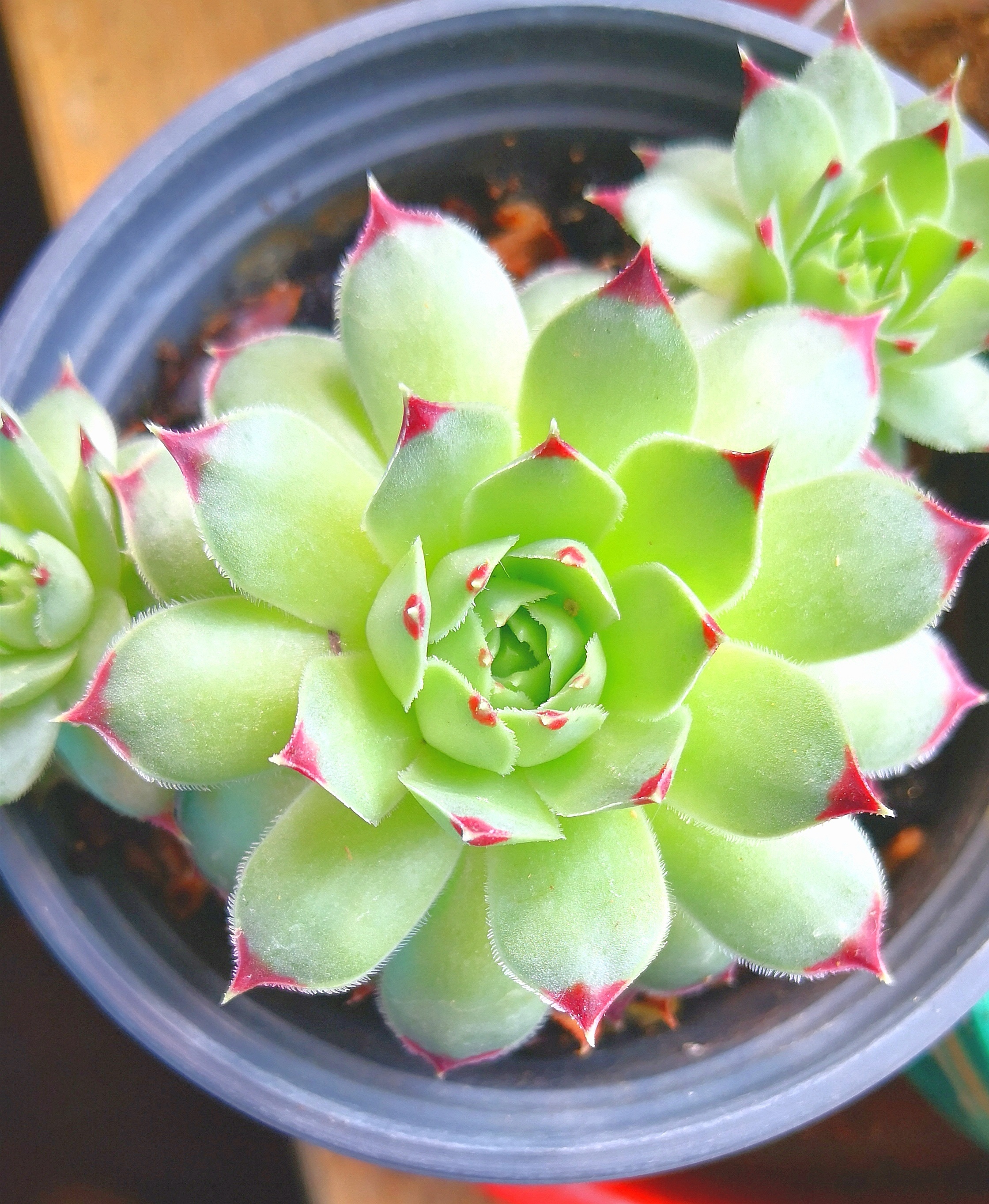 <strong>多肉植物之观音莲怎么修剪长得好？</strong>