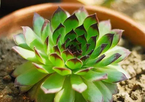 多肉植物之观音莲怎么修剪长得好?