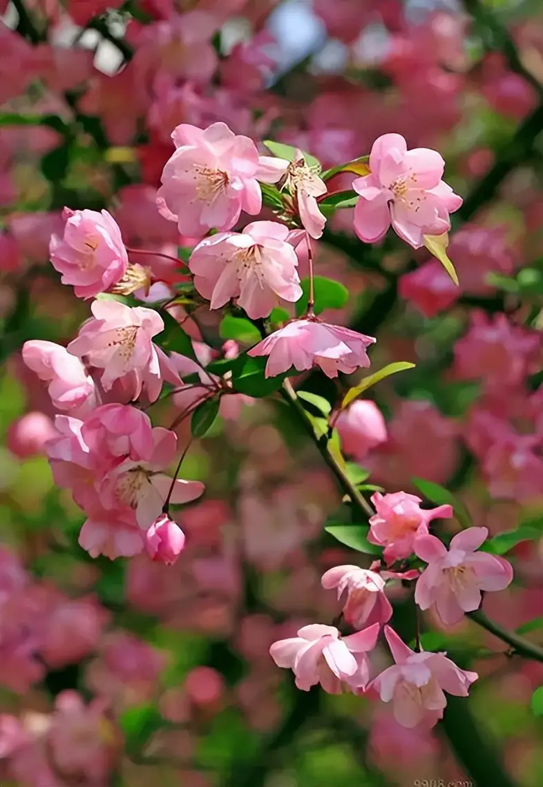 海棠花掉花苞是什么原因?怎么预防海棠花掉花苞?