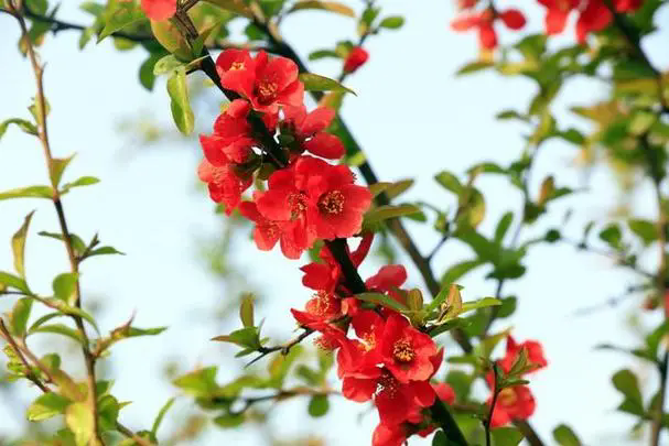 海棠花掉花苞是什么原因?怎么预防海棠花掉花苞?