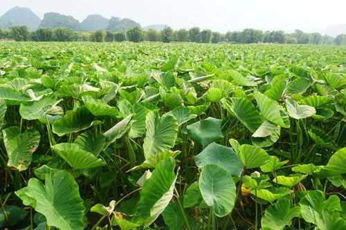 <b>芋头常见病害之芋头叶子发黄干枯防治措施</b>