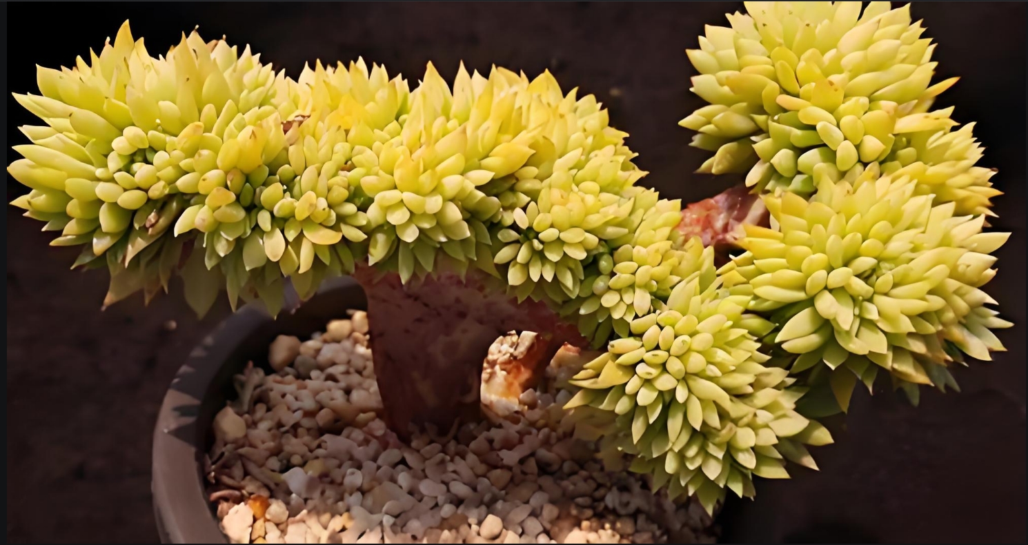 <strong>多肉植物千羽鹤养殖方法和注意事项-一定要保证充足的光照</strong>