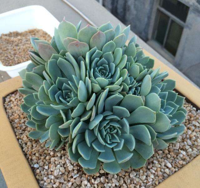 多肉植物千羽鹤养殖方法和注意事项-一定要保证充足的光照