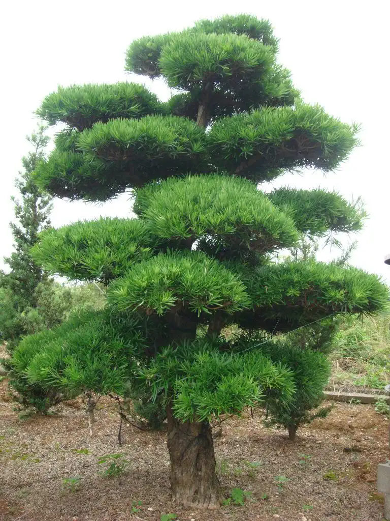 <b>罗汉松怎么修剪看起来高大挺拔气势如虹</b>