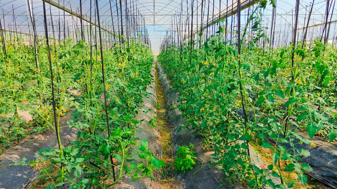 <strong>做好夏天蔬菜大棚的管理有效提高蔬菜的产量和质量</strong>
