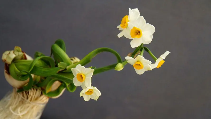 <b>水仙花不开花怎么办四步教你搞定</b>