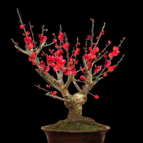 盆栽梅花种后养护非常关键,家庭盆栽梅花的种植方法