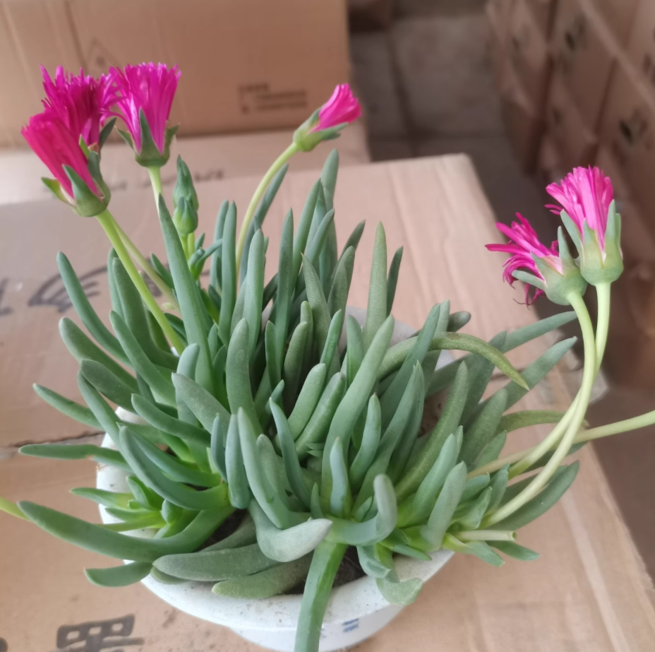 奔龙多肉怎么养护?奔龙开花后怎么修剪