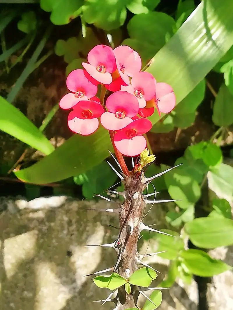 <strong>虎刺梅怎么养?以及虎刺梅养殖注意事项有哪些?</strong>