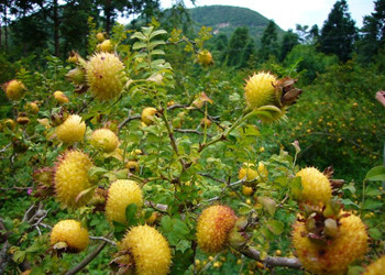 <strong>刺梨种植的果园管理需要注意哪些要点</strong>
