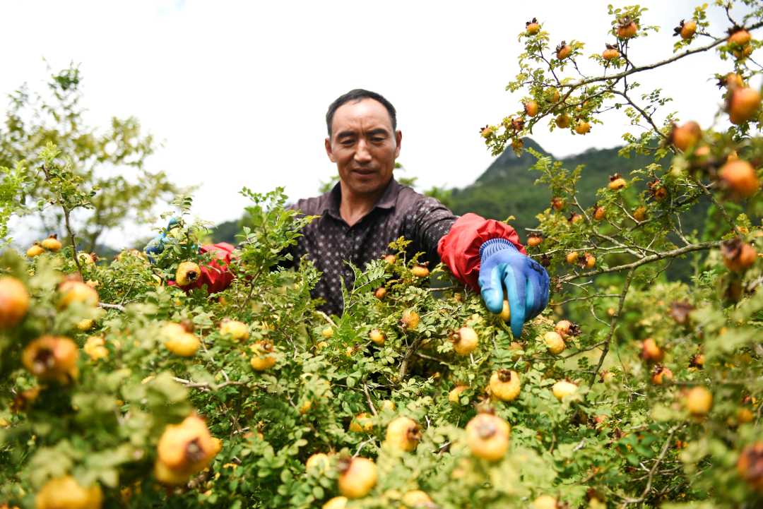 刺梨种植的果园管理需要注意哪些要点