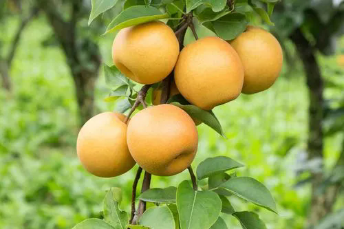 果树夏季徒长新芽怎么办?果树夏季修剪的方法分享