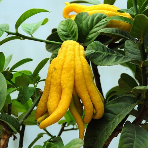 <strong>佛手柑的种植方法,佛手柑盆栽养殖方法与注意事项</strong>