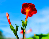 <strong>橙红茑萝的花期在什么时候？分布地区广泛吗?</strong>