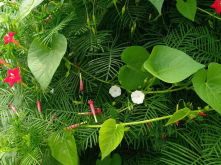 <strong>橙红茑萝有什么寓意和花语?</strong>