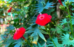<strong>橙红茑萝花朵的美感如何?</strong>