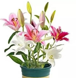 <b>百合花放卧室里太多了会不会中毒</b>