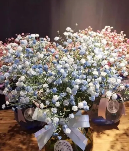 夏季种什么花在天台上好看极限四选一向日葵蔷薇满天星波斯菊