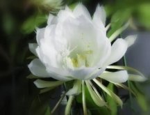<b>昙花有毒吗？可以放卧室窗台吗？</b>