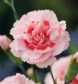 <strong>康乃馨茉莉花水仙花铜钱草红豆杉仙人掌风信子常春藤绣球花罗</strong>