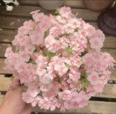 <strong>小众花卉福禄考半枝莲茶梅勿忘我十大功劳蓝雪花紫花地丁蓝花</strong>