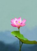 <strong>荷花放水缸里能活不？纯水养荷花最多活几天</strong>