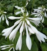 <b>阳台种花海放在栏杆上玉簪花可以吗？怎么种？</b>