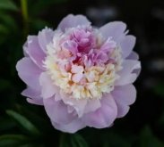 <b>芍药牡丹月季三大名花各自的特色和花语</b>