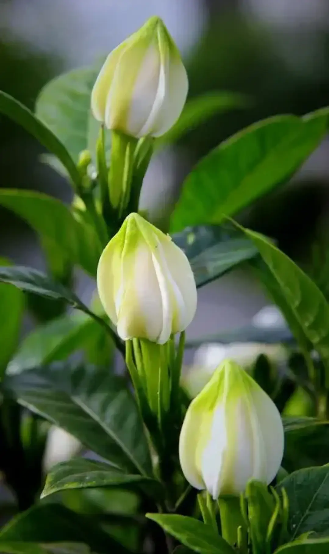 <b>栀子花迟迟不开花是什么原因？</b>