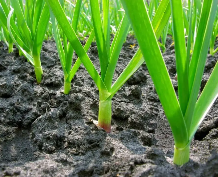 <strong>大蒜种植栽培管理技术要点有哪些？</strong>