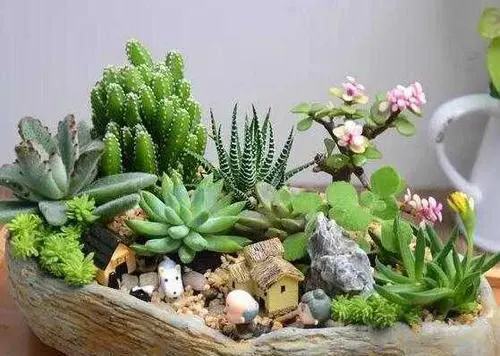 <strong>夏季多肉植物怎么浇水长的好？</strong>