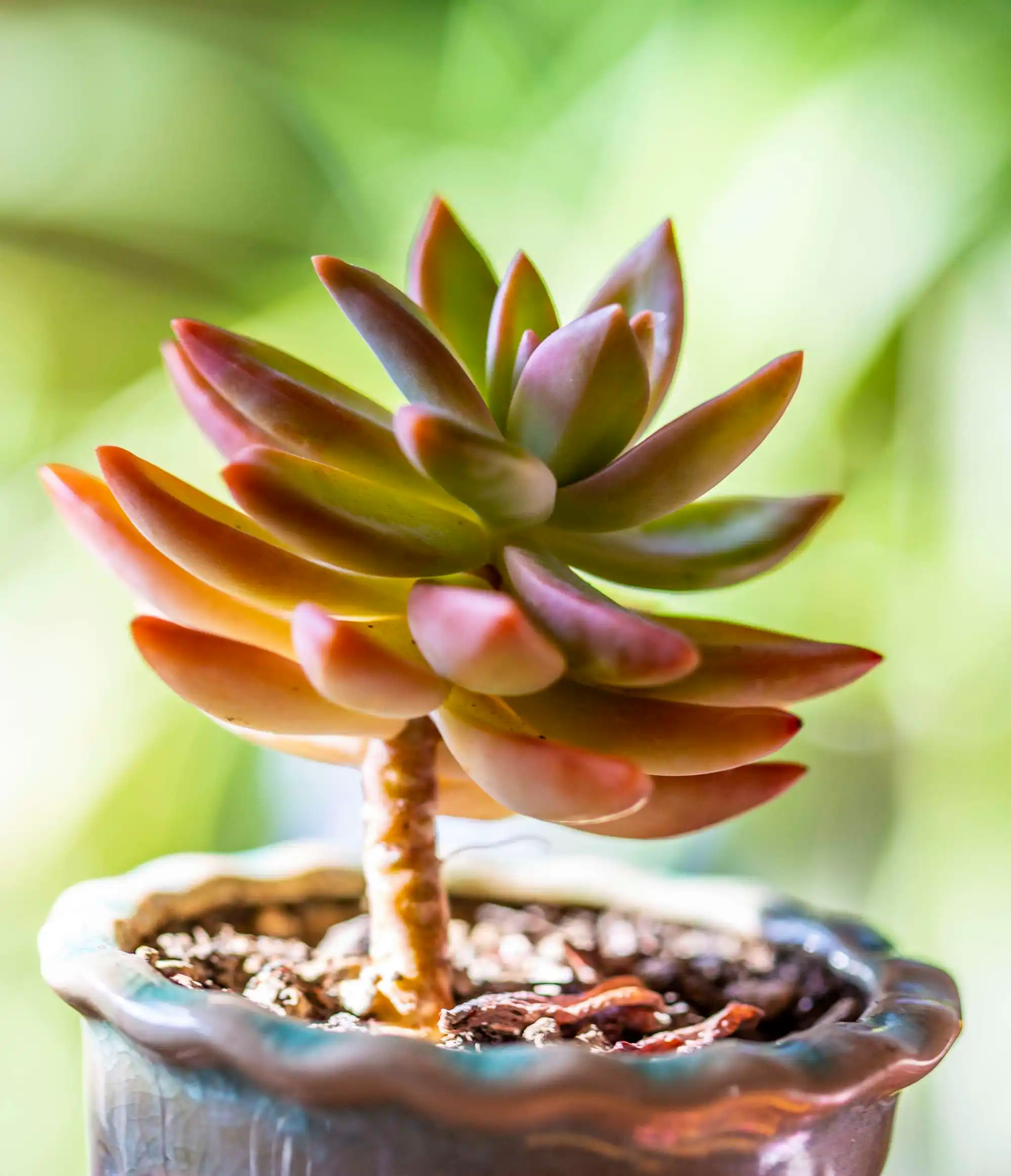 夏季多肉植物怎么浇水长的好？