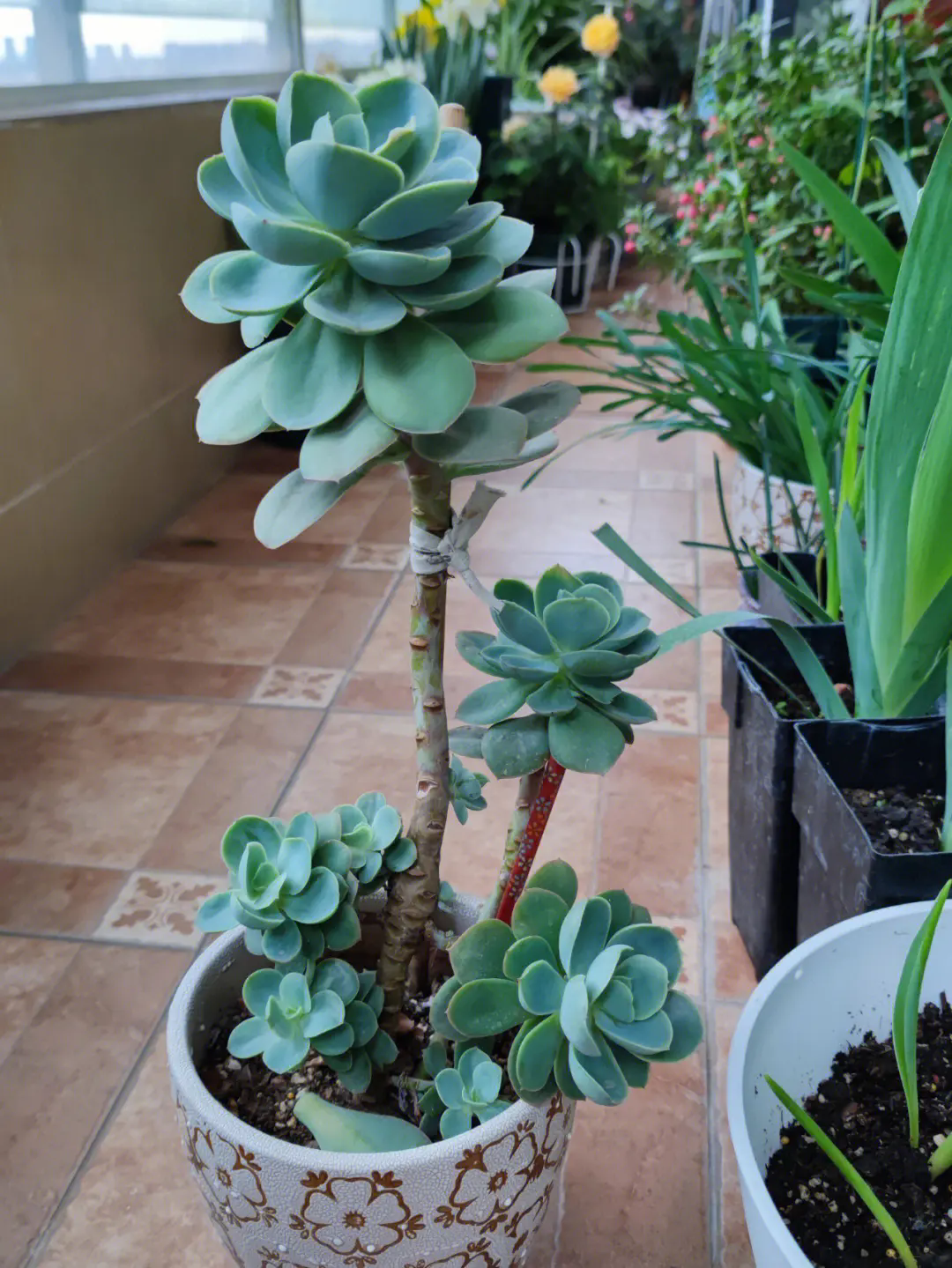 夏季多肉植物怎么浇水长的好？