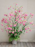 <b>花烟草养起来要注意什么？</b>