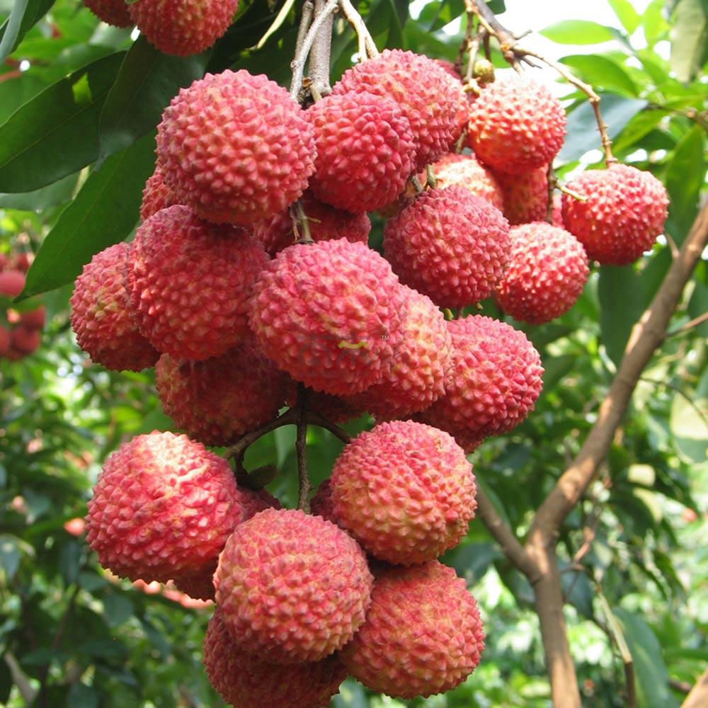 <b>荔枝蒂蛀虫用什么药效果最好</b>